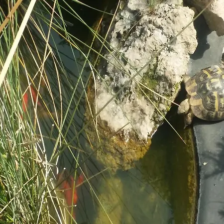 Pleta Willa Can Picafort (Mallorca)