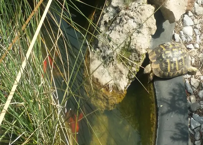 Pleta ヴィラ カン・ピカフォルト